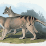 Information about Tasmanian Tiger in Hindi | Tasmanian Wolf कैसे ख़त्म हुआ ?