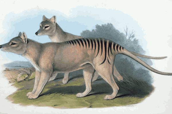 Information about Tasmanian Tiger in Hindi | Tasmanian Wolf कैसे ख़त्म हुआ ?