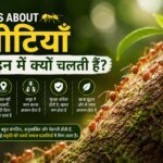 Facts about Ant in Hindi | चीटियाँ लाइन में क्यों चलती हैं?
