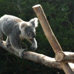 Facts about Koala in Hindi | कोआला भालू नहीं, मारसूपियल है – जानिए 15 रोचक तथ्य
