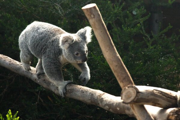 Facts about Koala in Hindi | कोआला भालू नहीं, मारसूपियल है – जानिए 15 रोचक तथ्य