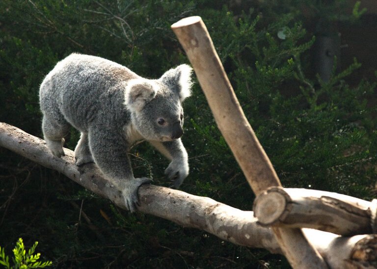 Facts about Koala in Hindi | कोआला भालू नहीं, मारसूपियल है – जानिए 15 रोचक तथ्य