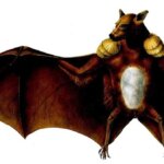 Facts about Bat in Hindi | चमगादड़ से जुड़े 10 ऱोचक तथ्य