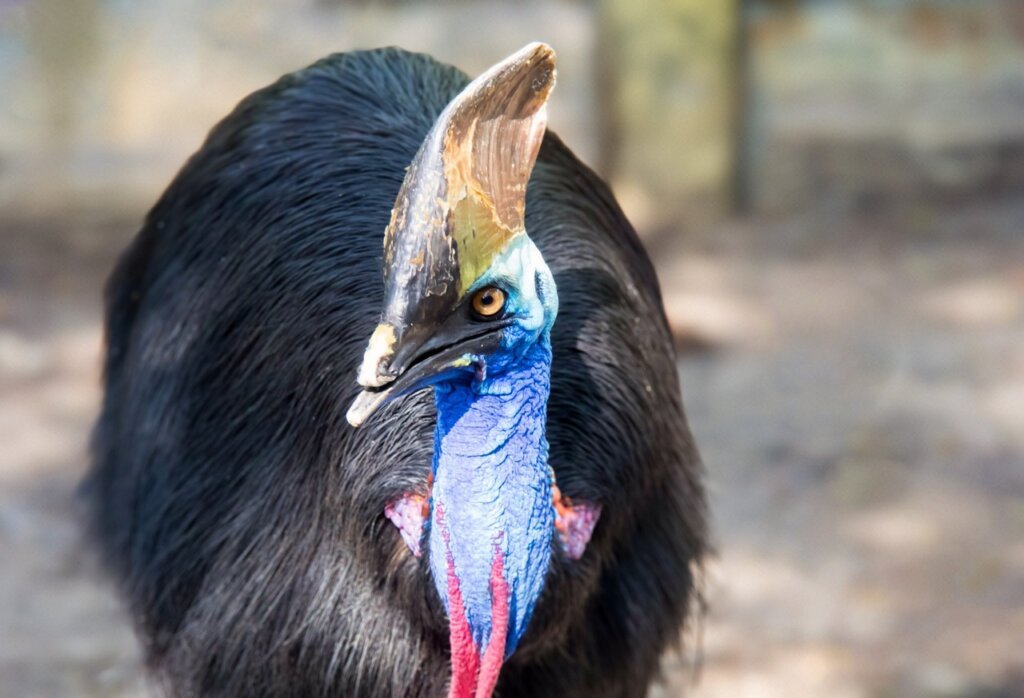 Cassowary Bird in Hindi, दुनिया का सबसे खतरनाक पक्षी, इंसानों तक की ले सकता है जान!