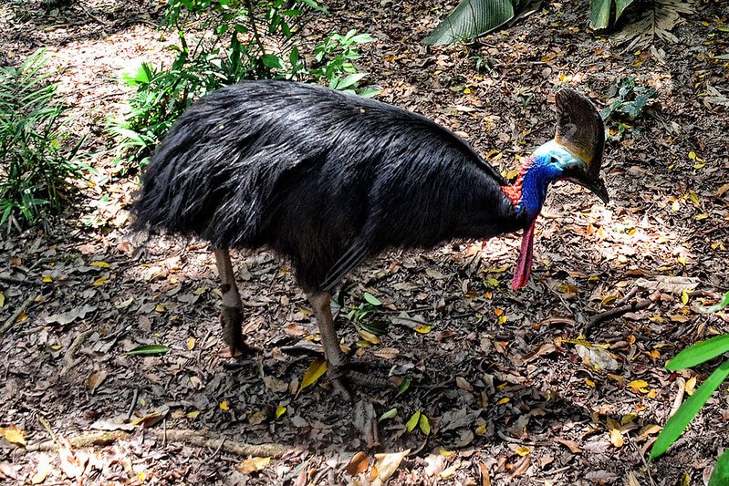 Cassowary Bird in Hindi, दुनिया का सबसे खतरनाक पक्षी, इंसानों तक की ले सकता है जान!