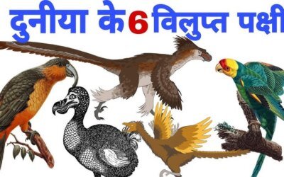 दुनिया के कुछ विलुप्त पक्षी | Extinct Birds Facts in Hindi