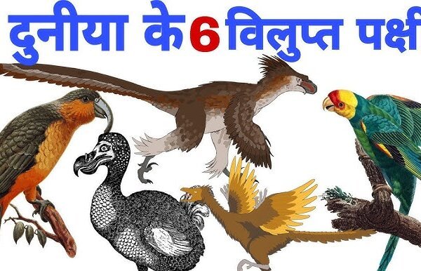 दुनिया के कुछ विलुप्त पक्षी | Extinct Birds Facts in Hindi