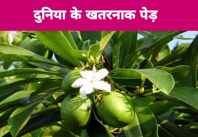 The Most Dangerous Trees in the World | दुनिया के सबसे खतरनाक पेड़