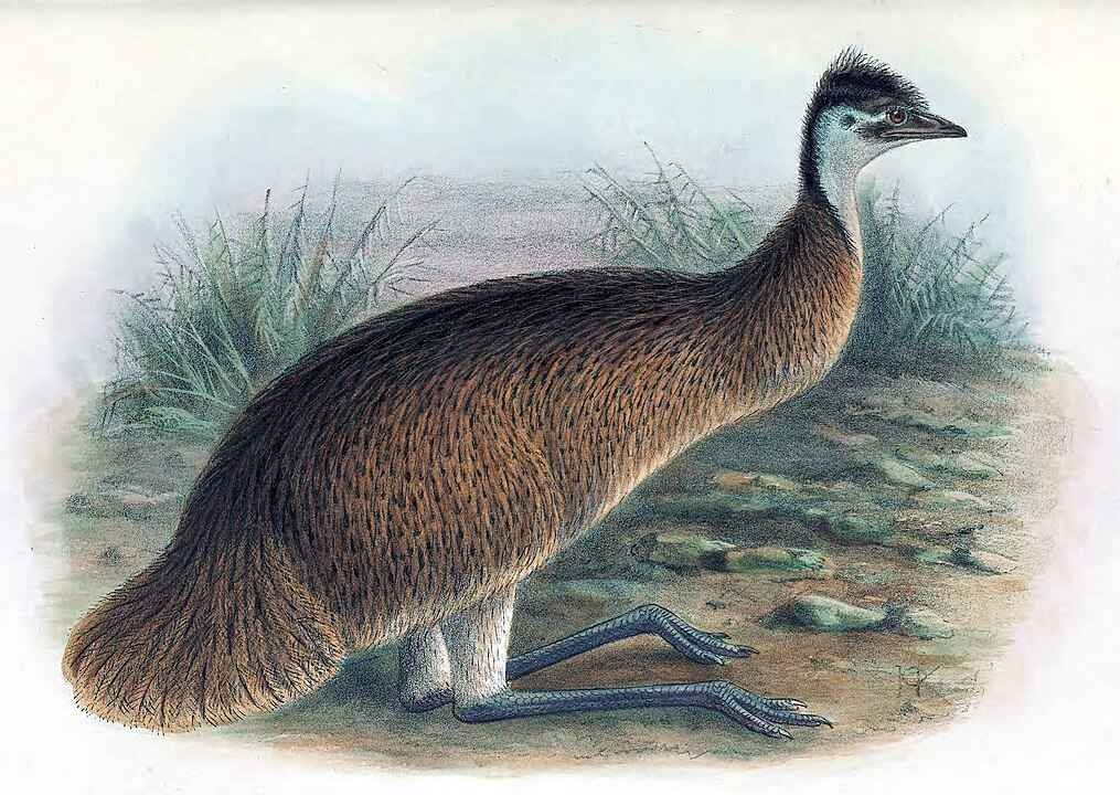तस्मानियन इमु (Tasmanian Emu) | Extinct Birds Facts in Hindi