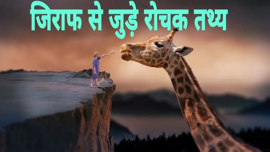 Amazing facts about Giraffe जिराफ के बारे में रोचक तथ्य | Amazing facts about Giraffe