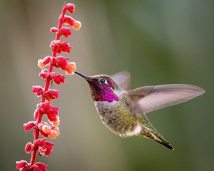 Hummingbird (हमिंगबर्ड)