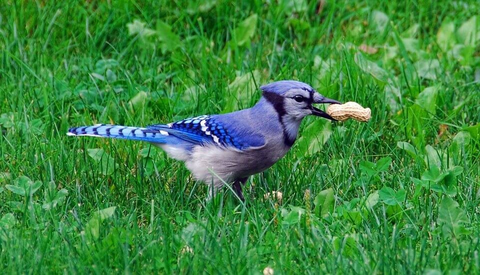 Blue jay bird is eating