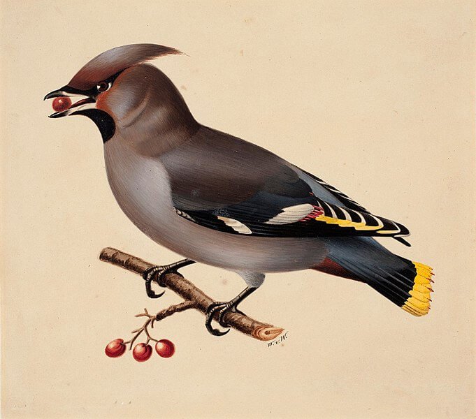 Bohemian Waxwing eating a fruit