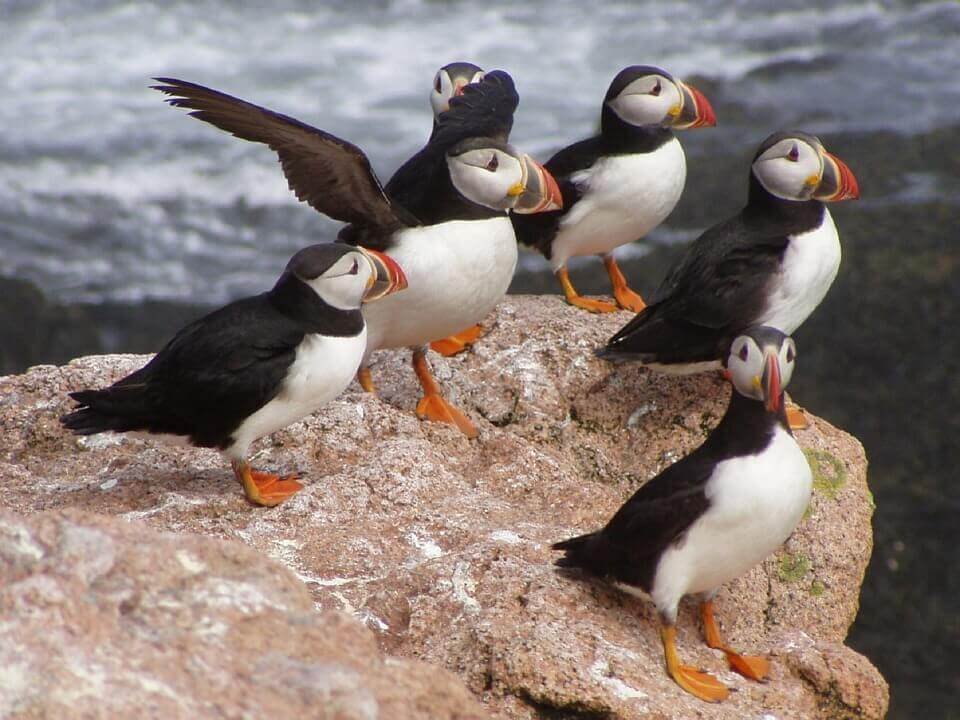 group of Atlantic Puffin