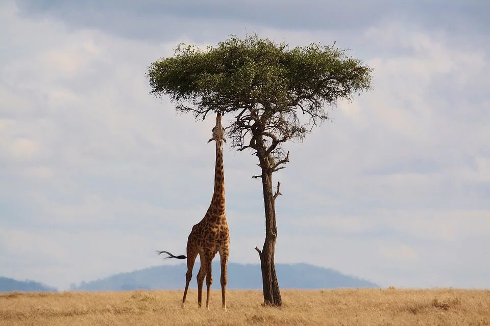 Information about Giraffe in Hindi | जिराफ की गर्दन लंबी क्यू होती है? | जिराफ के बारे में रोचक जानकारी %count(title) Information about Giraffe in Hindi | जिराफ की गर्दन लंबी क्यू होती है? | जिराफ के बारे में रोचक जानकारी