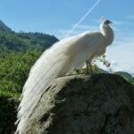 White Peacock. Top 10 Beautiful Birds in the world | दुनिया के 10 बेहद खुबसूरत पक्षी जिनको देखकर आप खुश हो जाओगे