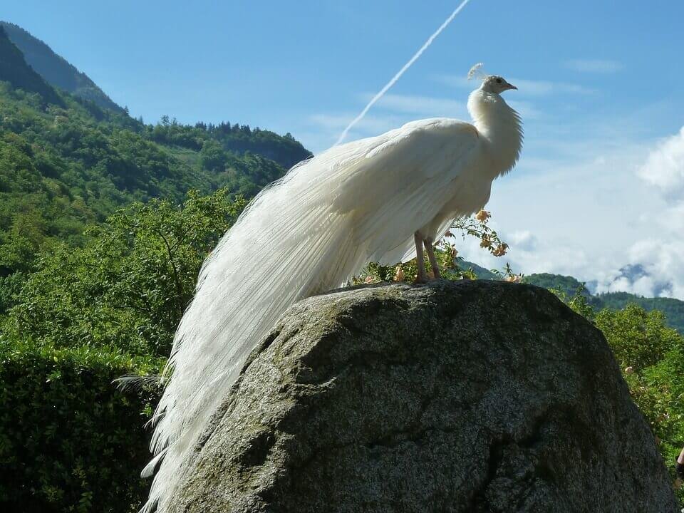 White Peacock. Top 10 Beautiful Birds in the world | दुनिया के 10 बेहद खुबसूरत पक्षी जिनको देखकर आप खुश हो जाओगे