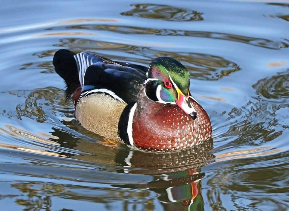 Wood Duck Swimming in the river