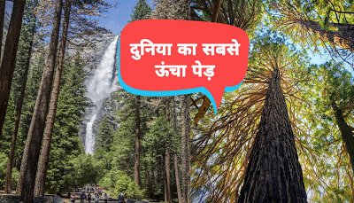 Sequoia Sempervirens redwood, coast redwood