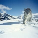 15 Interesting Facts about Snow Leopard in Hindi | हिम तेंदुए के बारे में 15 रोचक तथ्य