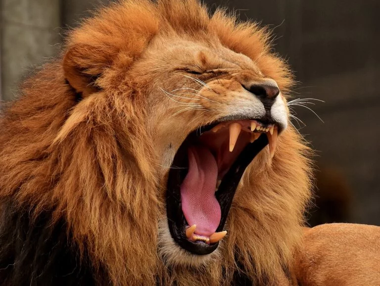 Information about Lion in Hindi | World Lion Day 2021 | जंगल के राजा शेर के बारे में रोचक तथ्य