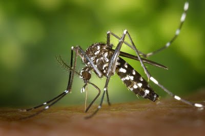 मच्छरों से जुडी 20 अनोखी रोचक बाते Amazing and Interesting Facts about Mosquito in Hindi | मच्छरों से जुडी 20 अनोखी रोचक बाते