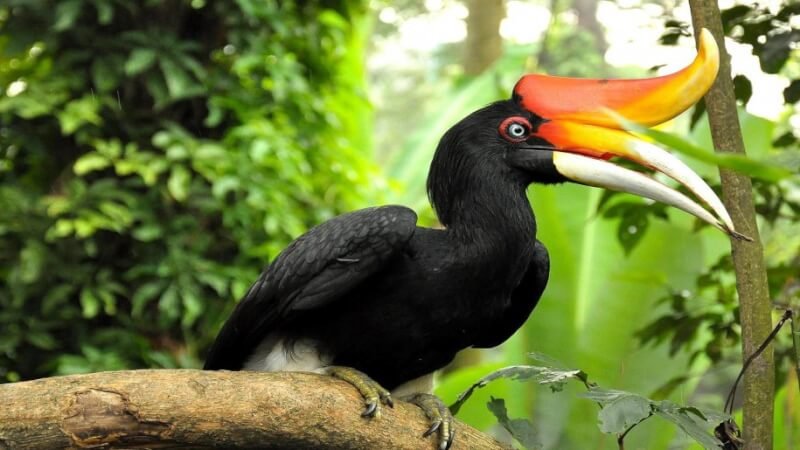 Amazing Facts about Hornbill in Hindi | हॉर्नबिल (धनेश पक्षी) पक्षी के बारे में 15 रोचक तथ्य