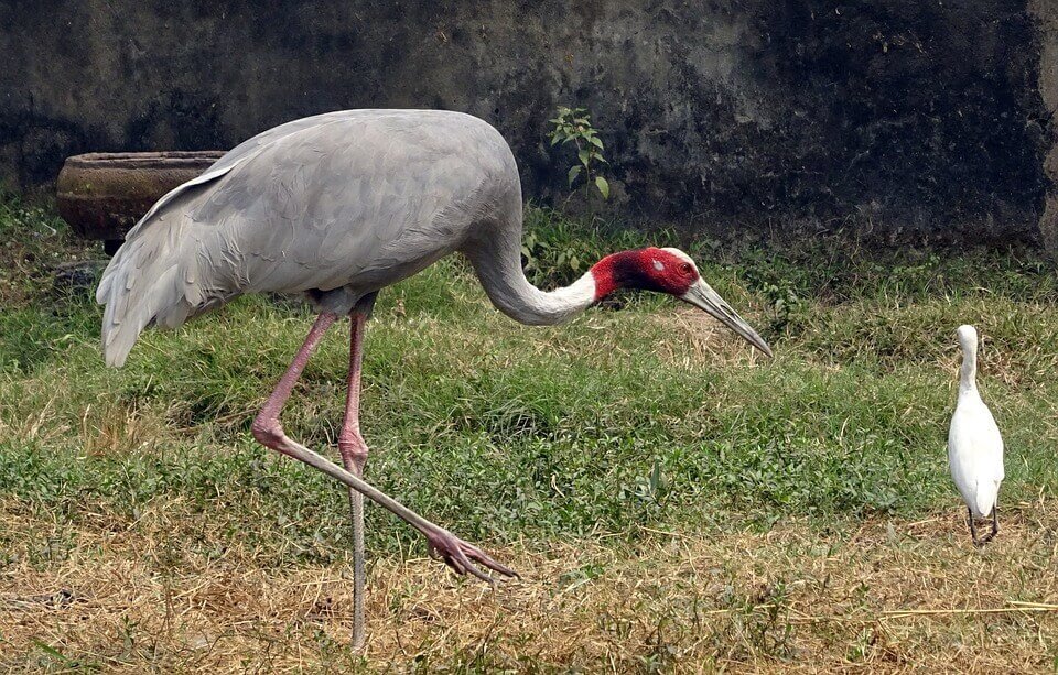Sarus Crane in Hindi Amazing facts about Sarus Crane in Hindi - सारस पक्षी के बारे जानकारी