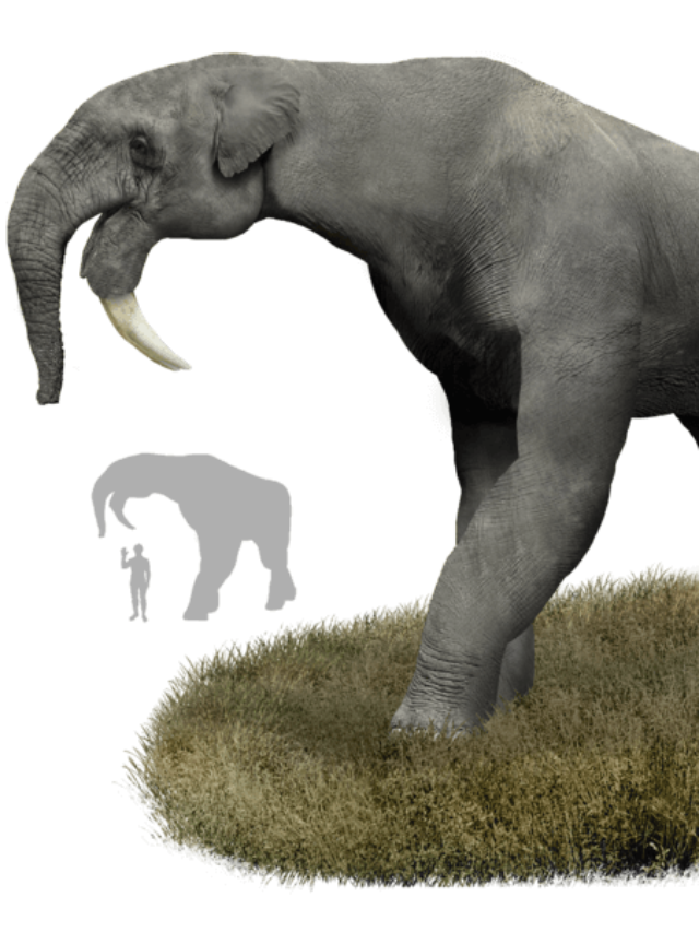 यह है दुनिया का सबसे विशाल हाथी