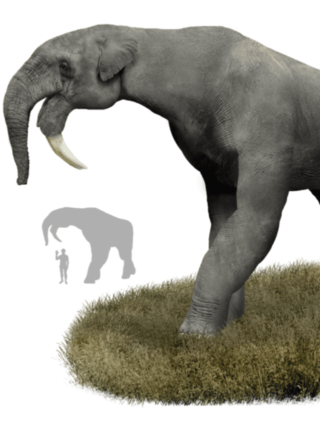 Information about Deinotherium in Hindi
