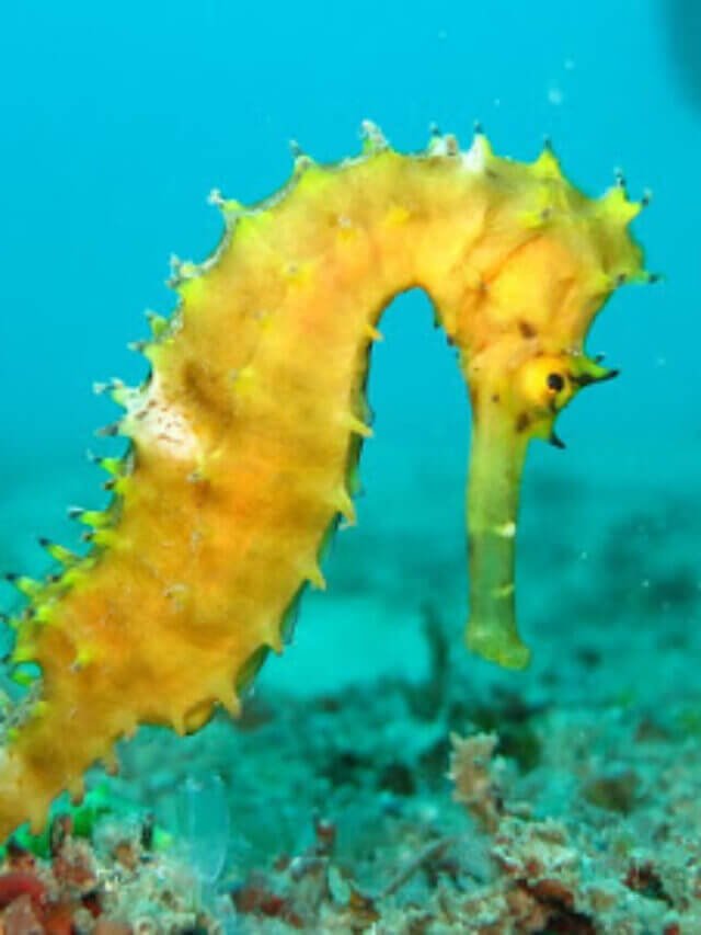 14 Seahorse Facts in Hindi,समुद्री घोड़ो के बारे में जानकारी, Amazing Seahorse Facts in Hindi