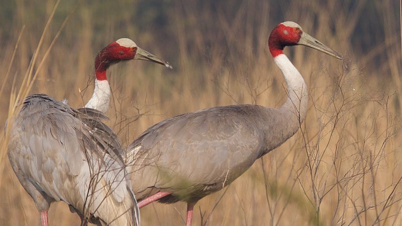 Facts about Sarus Crane in Hindi | सारस पक्षी के बारे में चोंकाने वाले रोचक तथ्य