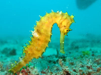 मछलियों के बारे में 50 रोचक तथ्य | 50 Facts about Fishes in Hindi