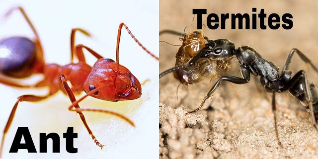 10 हमशकल जीव जिनके बीच आप फर्क ही पता नहीं कर पाते 10 हमशकल जीव जिनके बीच आप फर्क ही पता नहीं कर पाते | 10 Pairs of Commonly Confused Animals in Hindi