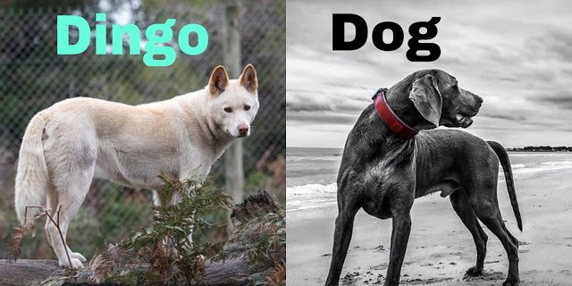 10 Pairs of Commonly Confused Animals in Hindi 10 हमशकल जीव जिनके बीच आप फर्क ही पता नहीं कर पाते | 10 Pairs of Commonly Confused Animals in Hindi