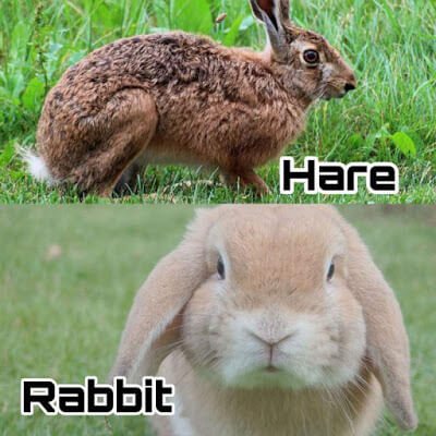 10 हमशकल जीव जिनके बीच आप फर्क ही पता नहीं कर पाते | 10 Pairs of Commonly Confused Animals in Hindi 10 हमशकल जीव जिनके बीच आप फर्क ही पता नहीं कर पाते | 10 Pairs of Commonly Confused Animals in Hindi