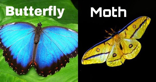 10 Pairs of Commonly Confused Animals in Hindi 10 हमशकल जीव जिनके बीच आप फर्क ही पता नहीं कर पाते | 10 Pairs of Commonly Confused Animals in Hindi