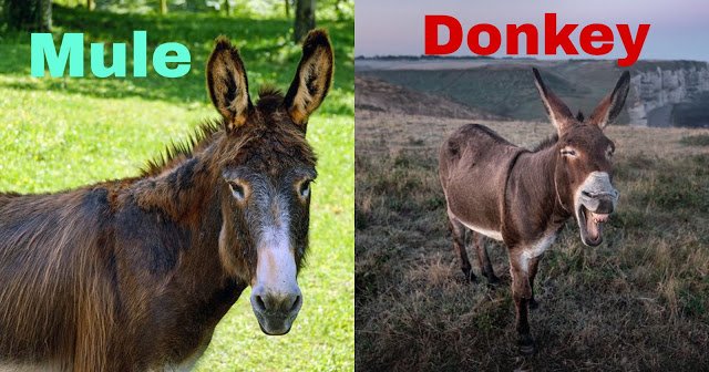 10 Pairs of Commonly Confused Animals in Hindi 10 हमशकल जीव जिनके बीच आप फर्क ही पता नहीं कर पाते | 10 Pairs of Commonly Confused Animals in Hindi