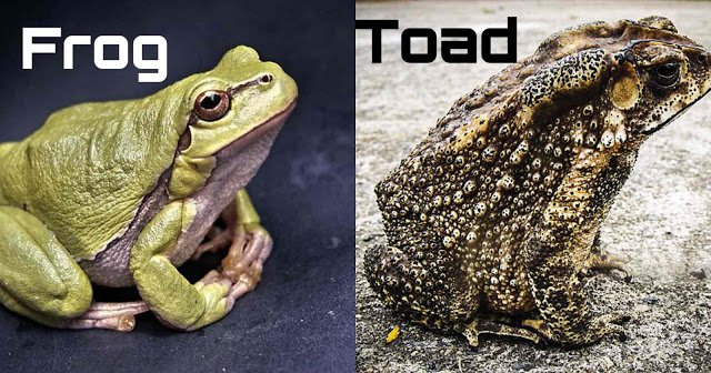 10 हमशकल जीव जिनके बीच आप फर्क ही पता नहीं कर पाते | 10 Pairs of Commonly Confused Animals in Hindi 10 Pairs of Commonly Confused Animals in Hindi | 10 हमशकल जीव जिनके बीच आप फर्क ही पता नहीं कर पाते