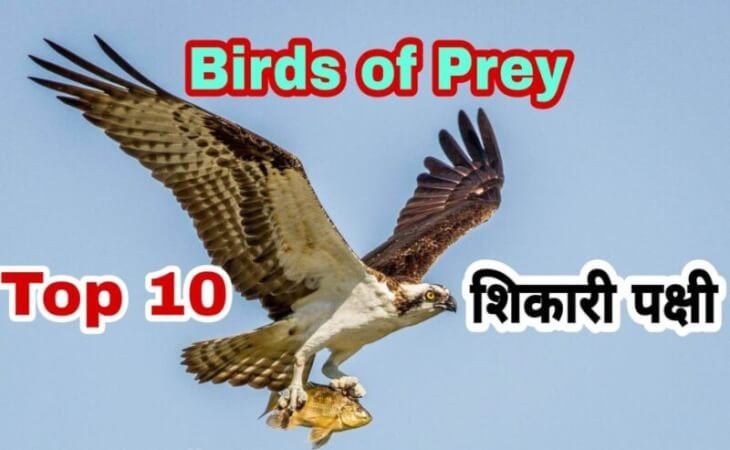 Top 10 Birds of Prey in Hindi | दुनिया के 10 शिकारी पक्षिओ के बारे में जानकारी