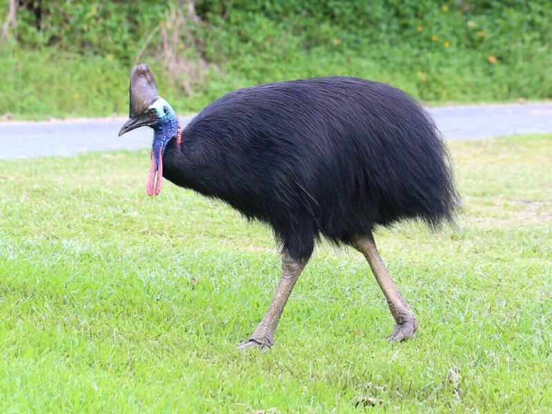 Cassowary Bird in Hindi | दुनिया का सबसे खतरनाक पक्षी, इंसानों तक की ले सकता है जान!