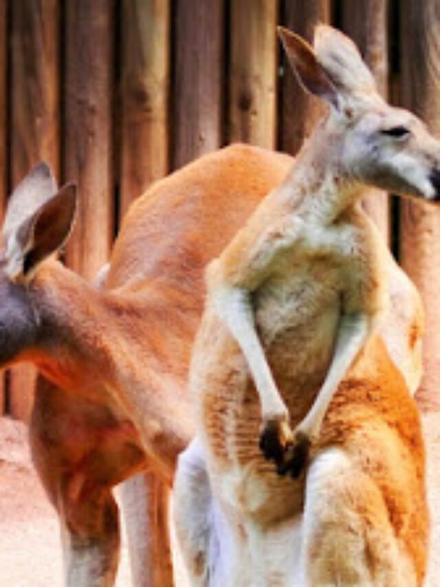 Information about Kangaroo in Hindi