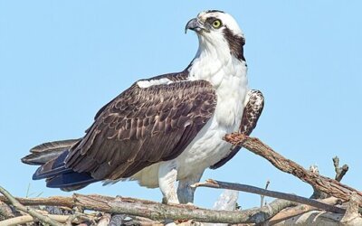 Interesting Facts about Ospreys in Hindi | कैकर या ओस्प्रे पक्षी के बारे में 20 रोचक तथ्य