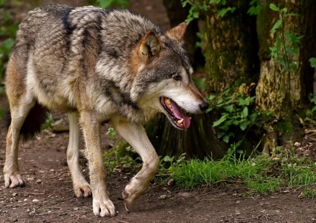 30 Interesting Facts about Wolf in Hindi - भेडियों के बारे में यह बात सायद आप नहीं जानते होंगे