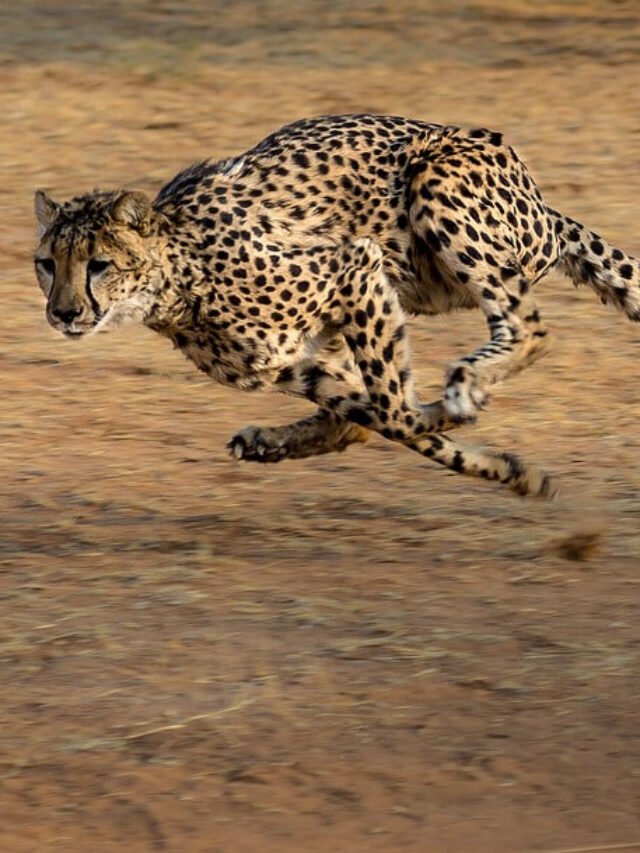 Cheetah vs jaguar vs Leopard Difference in Hindi