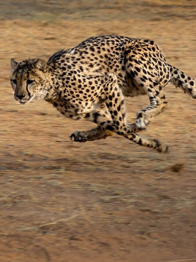 Difference between Cheetah vs jaguar vs Leopard - बिल्ली प्रजाति के यह तीन जानवरों के बारे में जाने अंतर, चीते, जगुआर और तेंदुए में क्या फर्क है