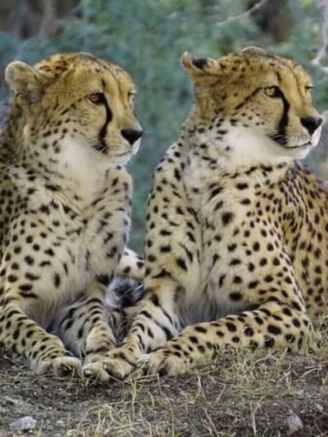 information about Cheetah in Hindi, चीता के बारे में रोचक तथ्य और जानकारी, Amazing Facts about Cheetah in Hindi, चीता के बारे में मजेदार बातें