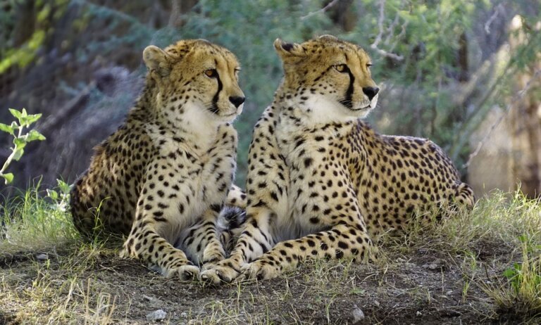 information about Cheetah in Hindi  | चीता के बारे में 16 रोचक तथ्य और जानकारी