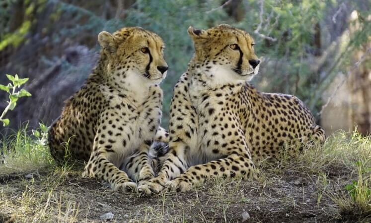 information about Cheetah in Hindi, चीता के बारे में रोचक तथ्य और जानकारी, Amazing Facts about Cheetah in Hindi, चीता के बारे में मजेदार बातें