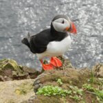 Amazing Facts about Atlantic Puffin in Hindi | अटलांटिक पफिन के बारे में रोचक तथ्य